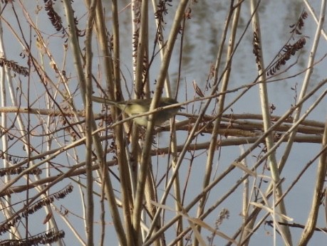 Широкохвістка китайська - ML646793172