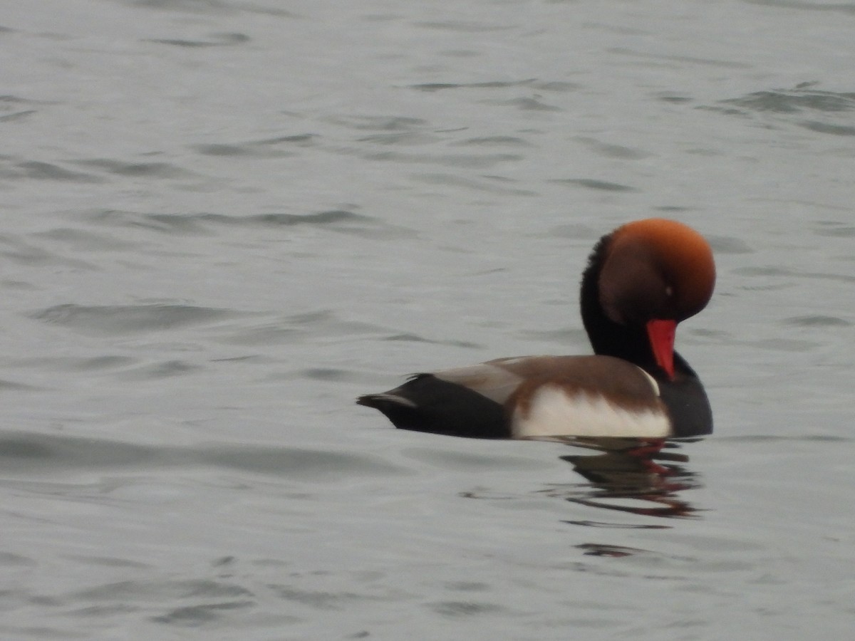 rødhodeand - ML646793173