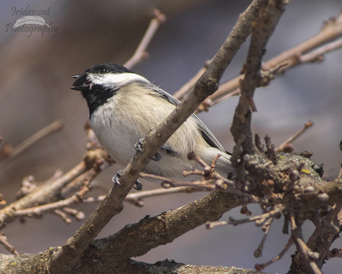 Carolina Chickadee - ML646793175