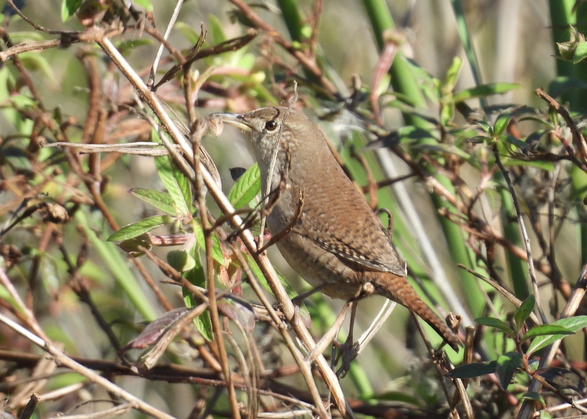 Northern House Wren - ML646793176