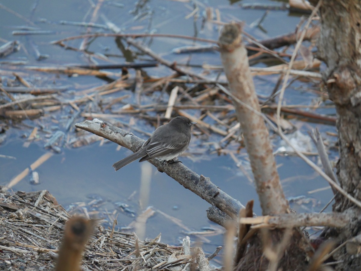 Black Phoebe - ML646793177