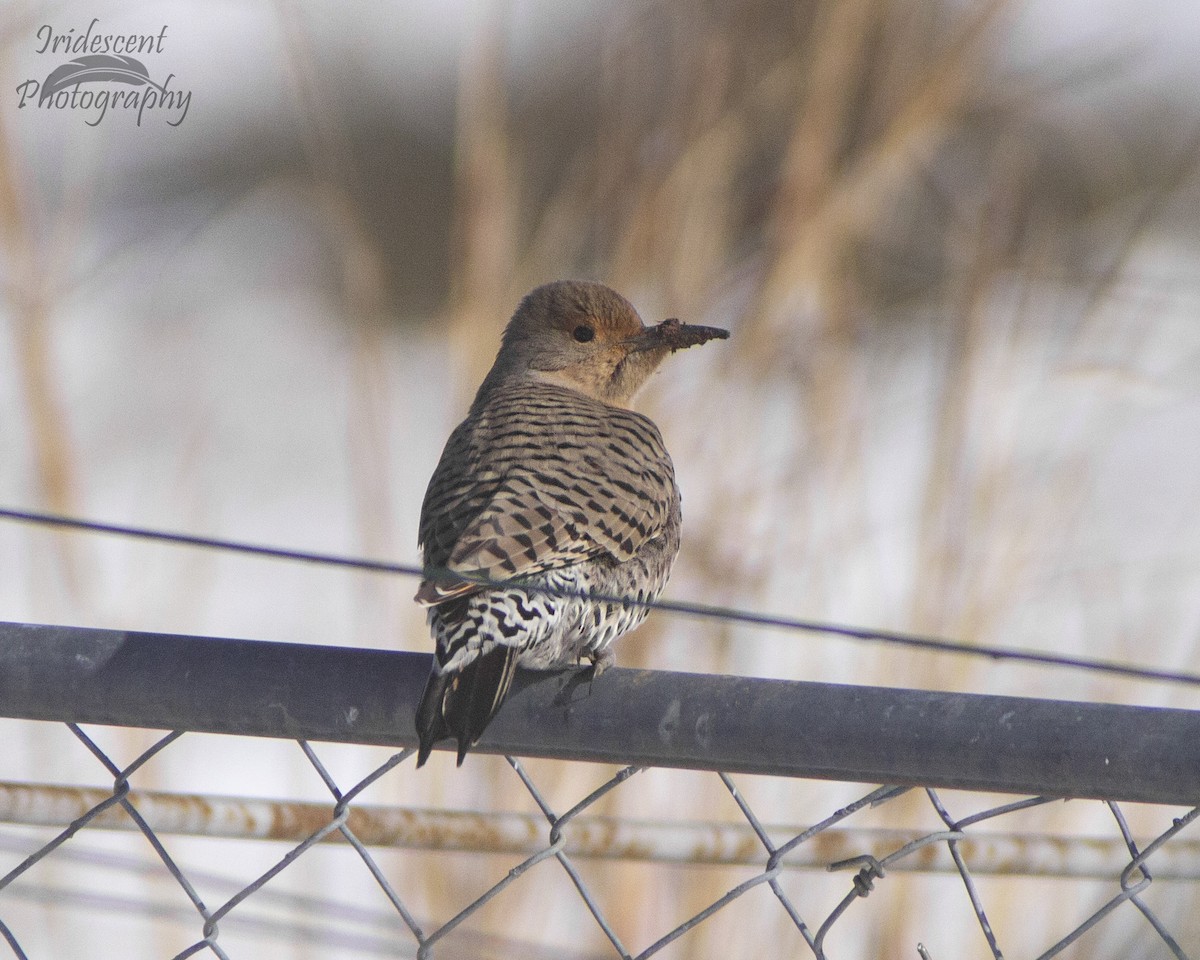 נקר צפון-אמריקני - ML646793178