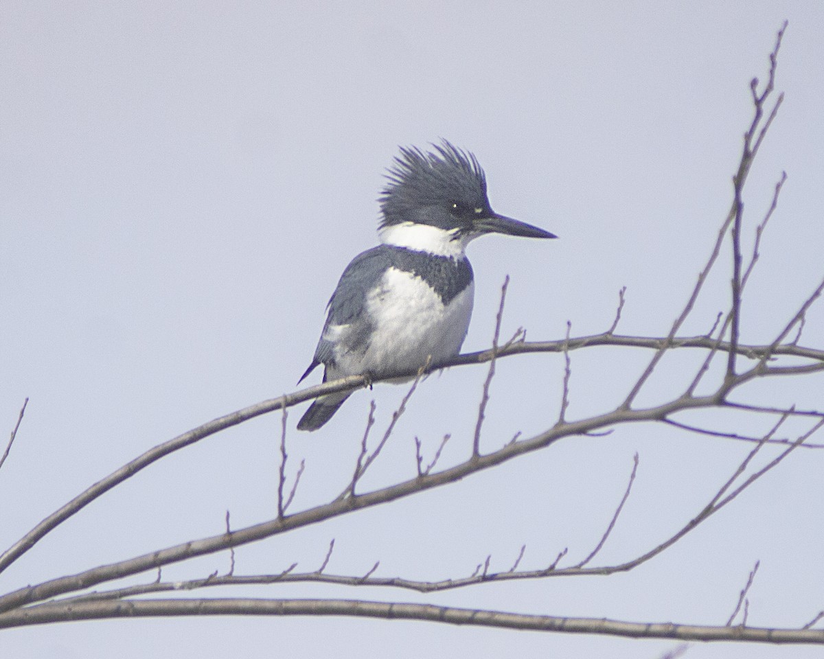 שלדג אמריקני - ML646793180