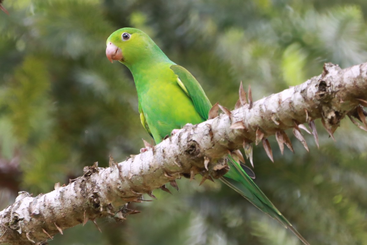 オナガミドリインコ - ML646793182