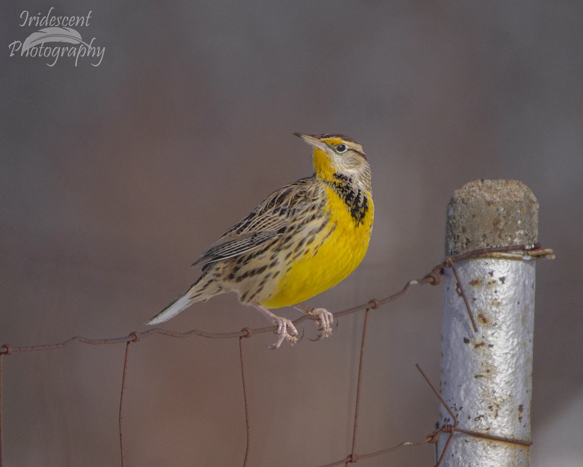 Eastern Meadowlark - ML646793184