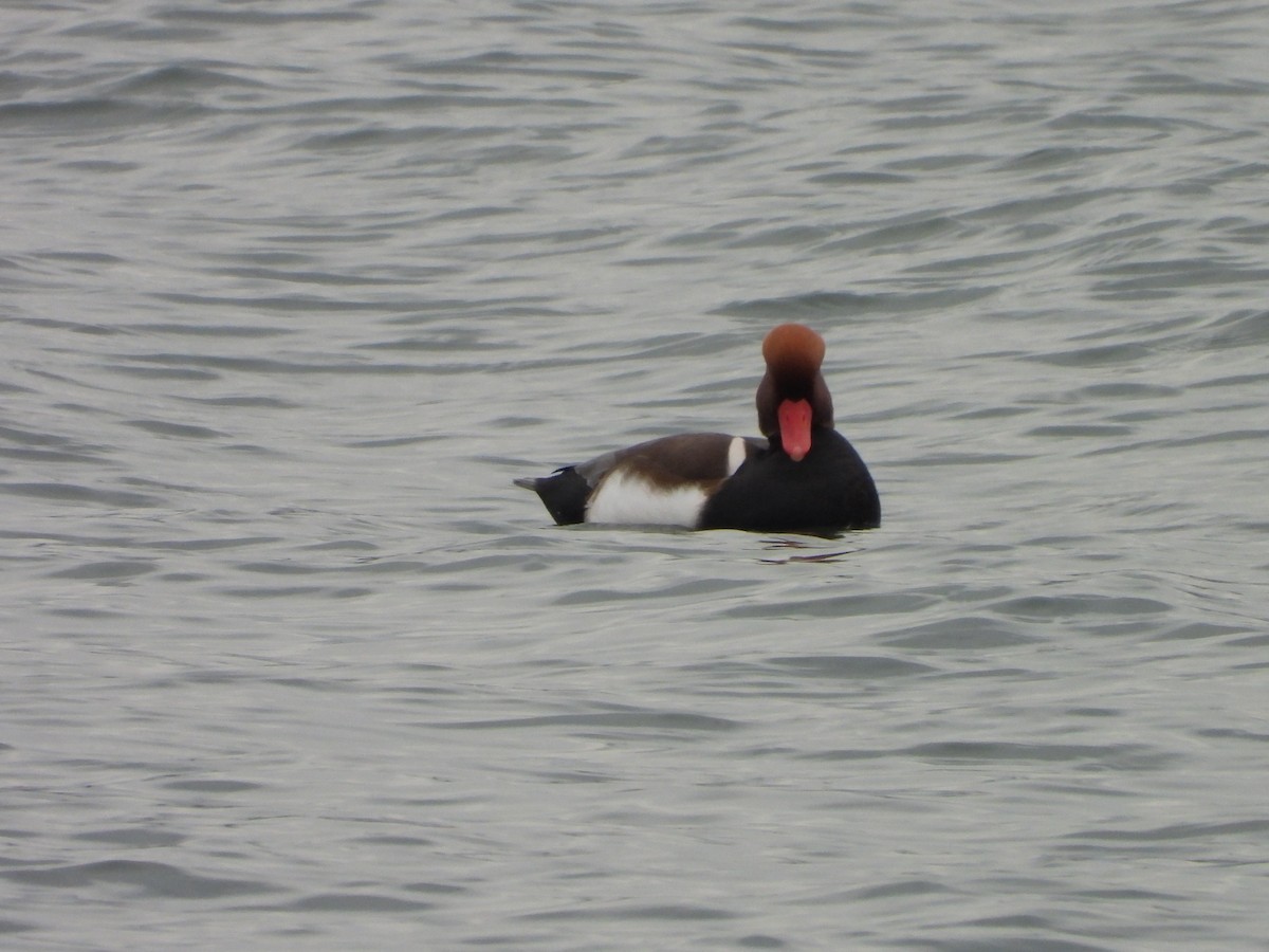 rødhodeand - ML646793186