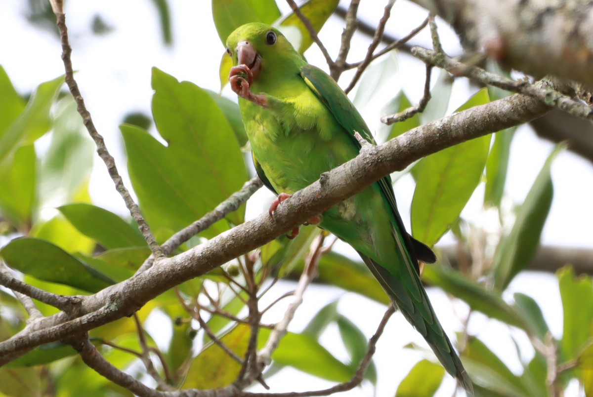 オナガミドリインコ - ML646793194