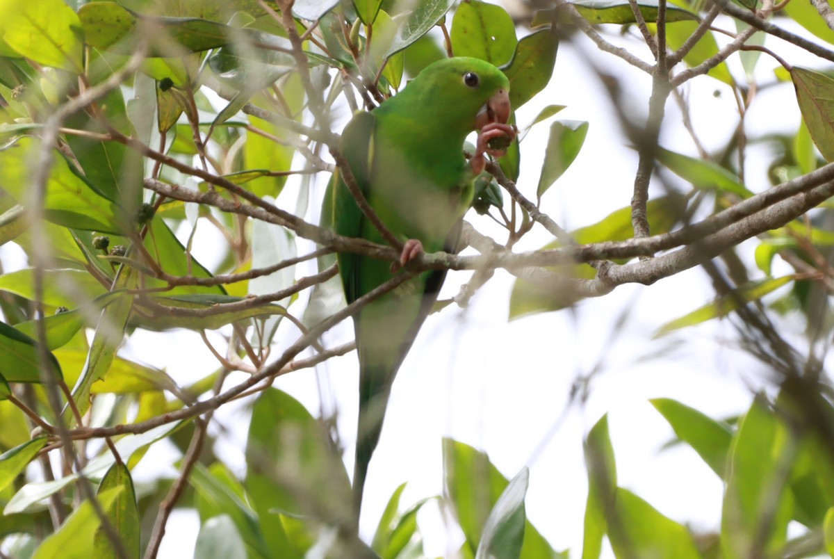 オナガミドリインコ - ML646793195