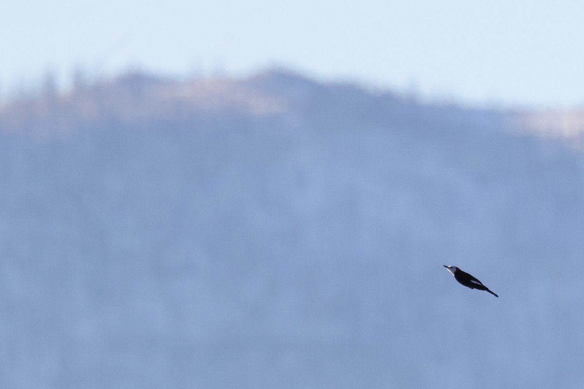 Pico Cabeciblanco - ML646793199