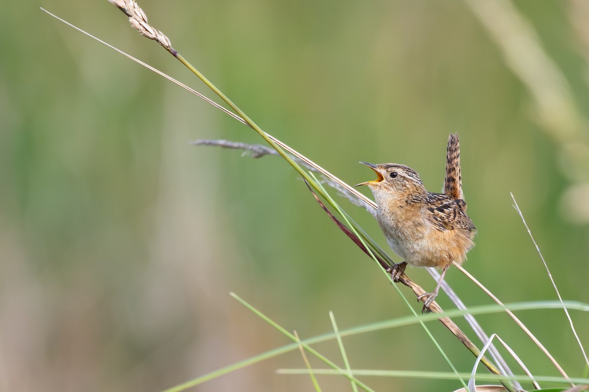Grass Wren - ML646793202