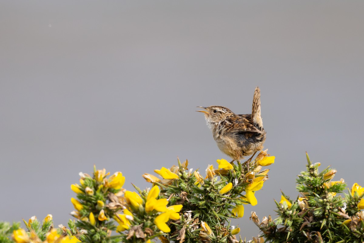 Grass Wren - ML646793203