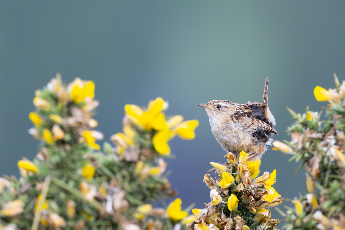 Grass Wren - ML646793204