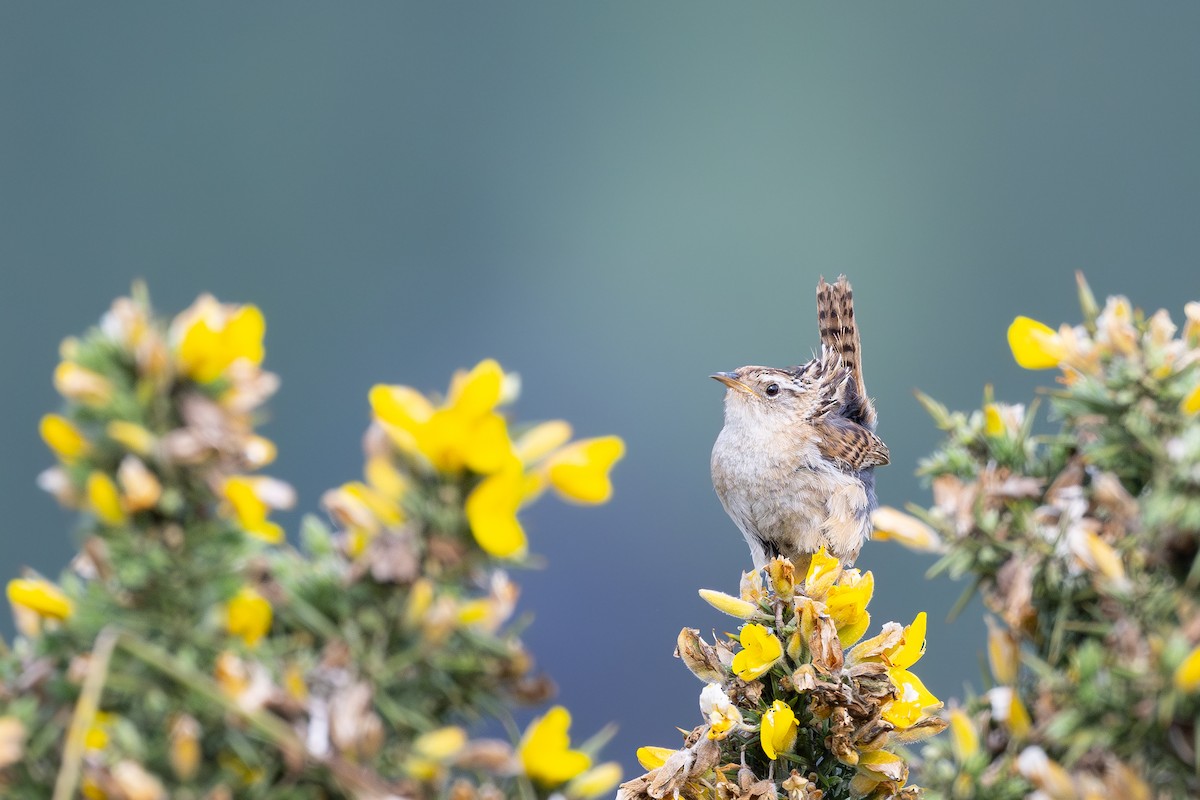 Grass Wren - ML646793205