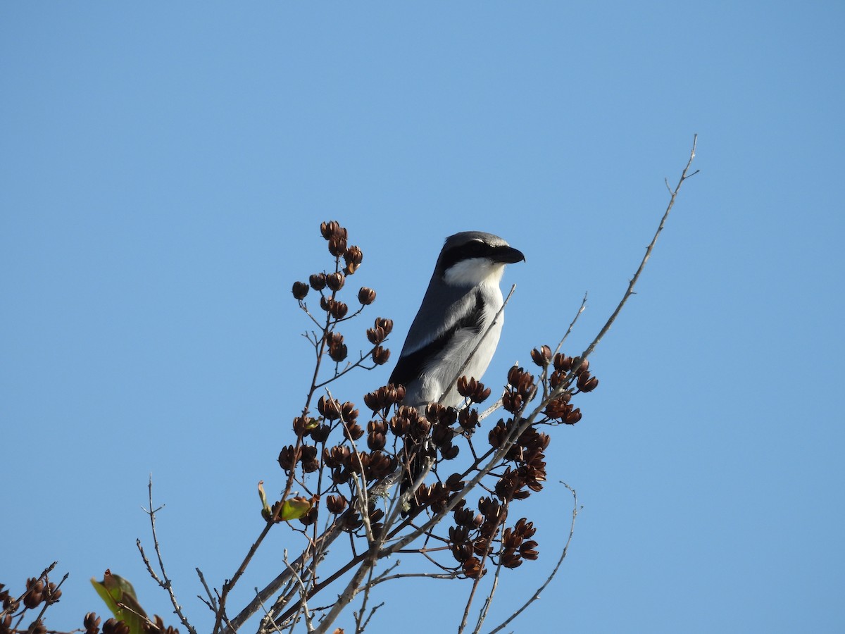 Loggerhead Shrike - ML646793207