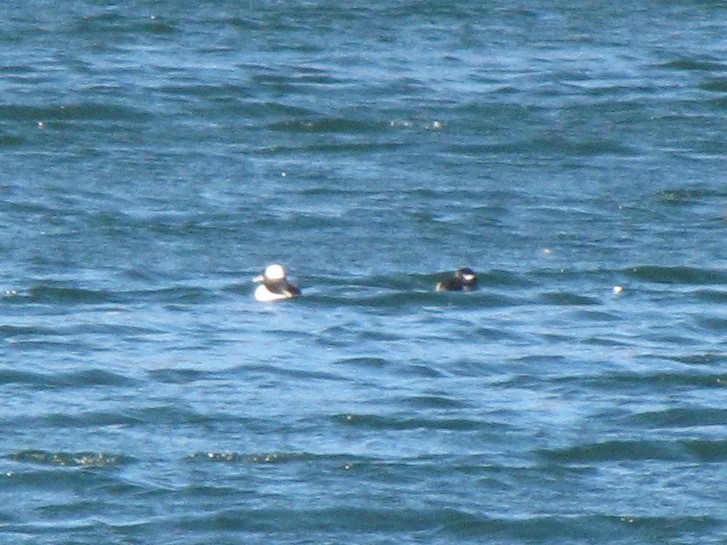 ヒメハジロ - ML646793210