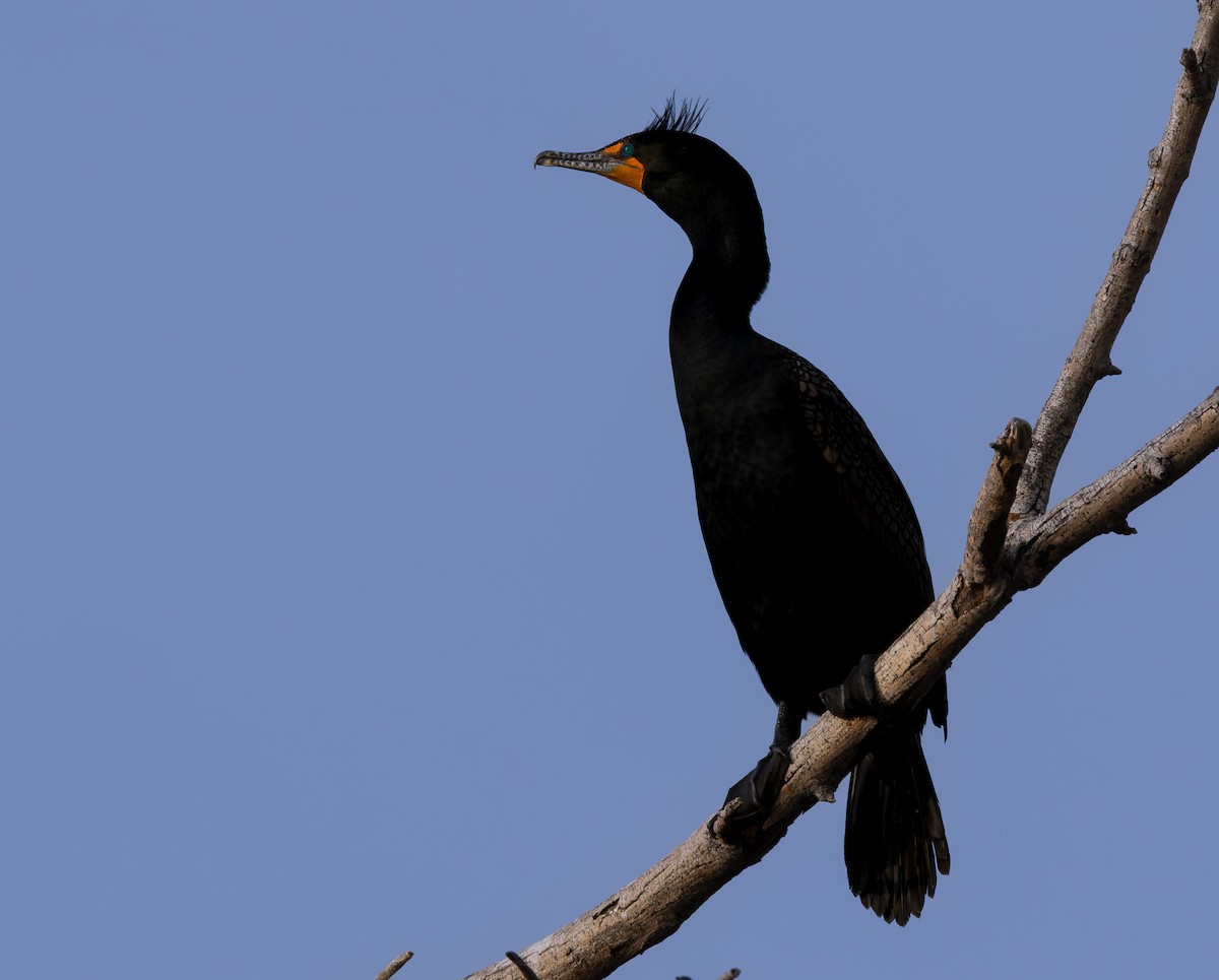 Double-crested Cormorant - ML646793215