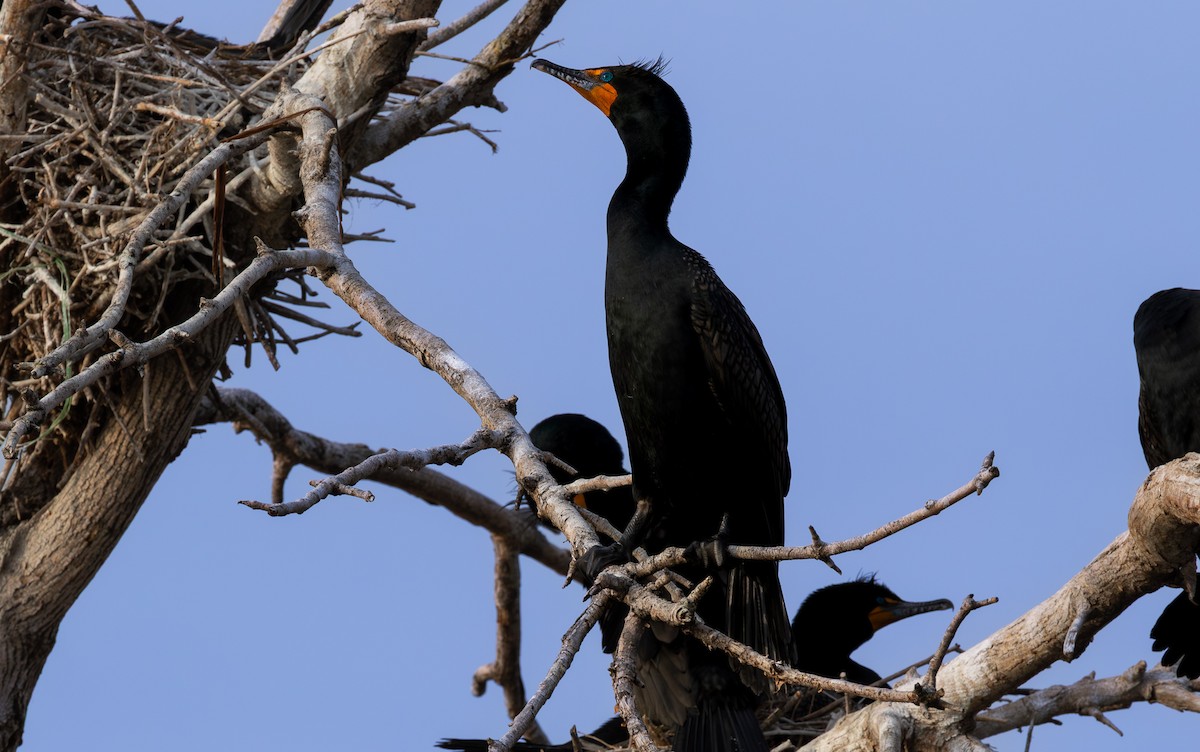 Double-crested Cormorant - ML646793216