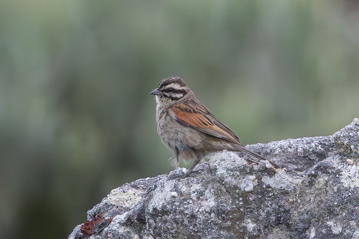 Cape Bunting - ML646793222