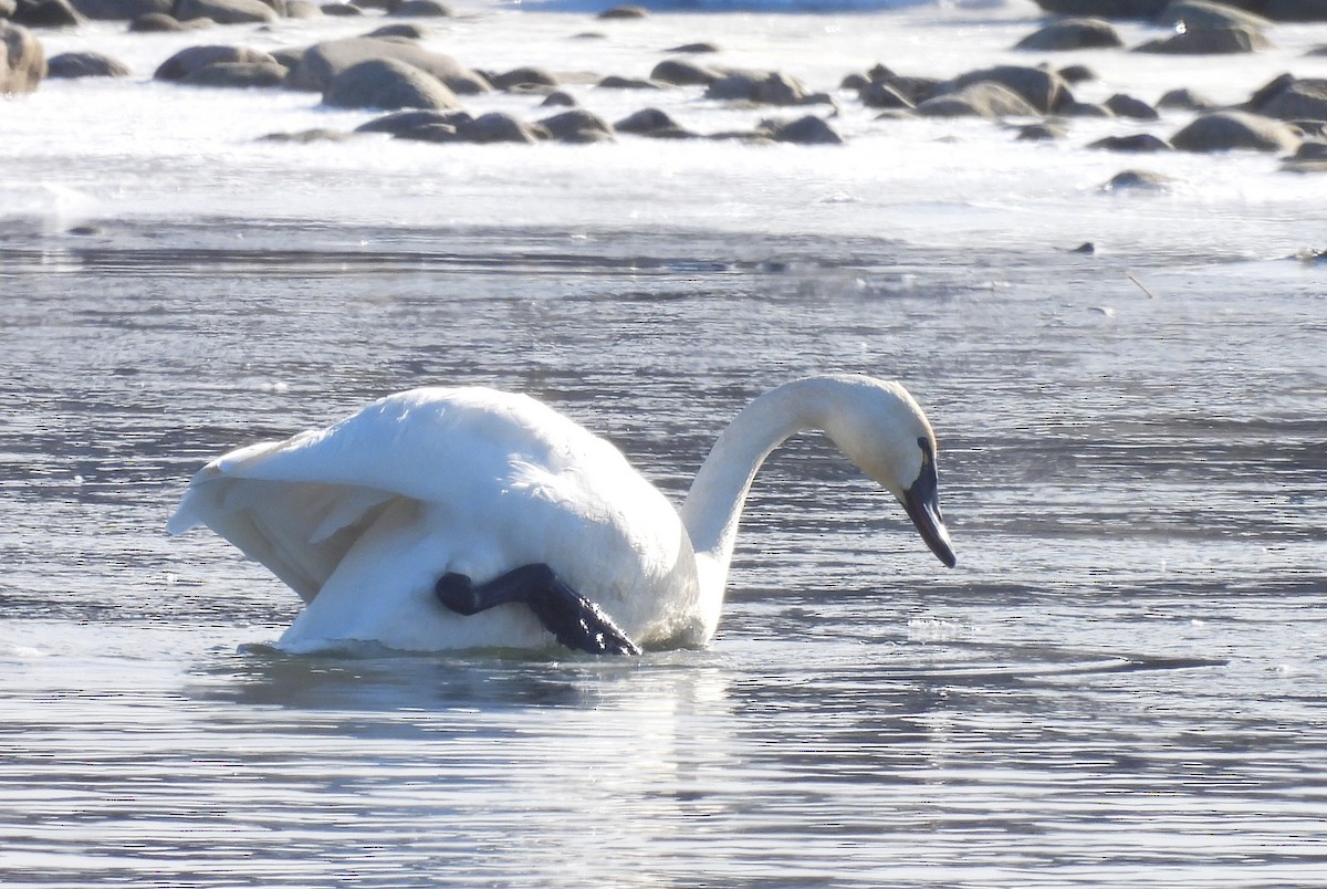Tundra Swan - ML646793223