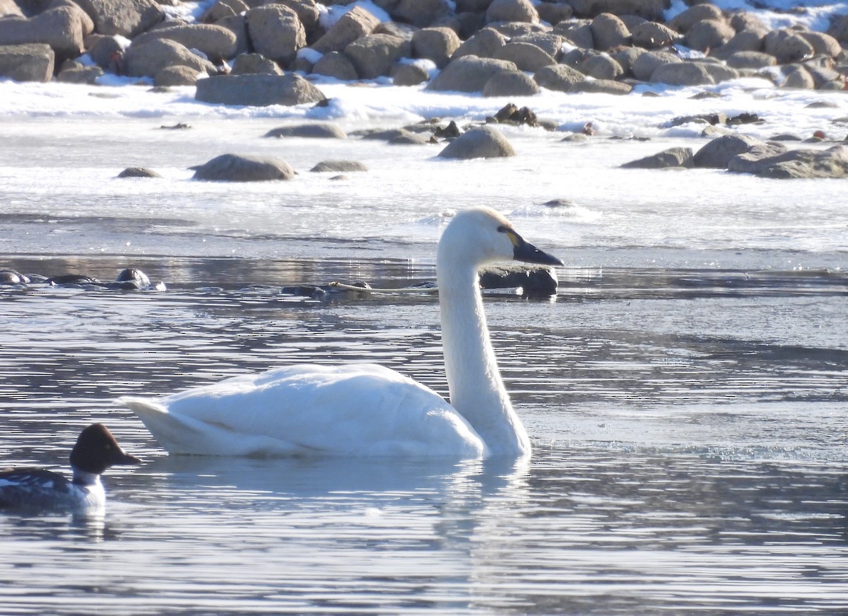 Tundra Swan - ML646793224
