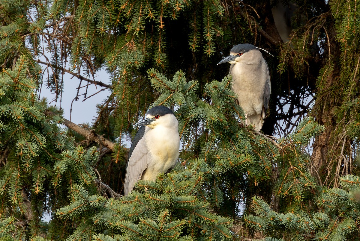 Ногоовор зашин - ML646793228