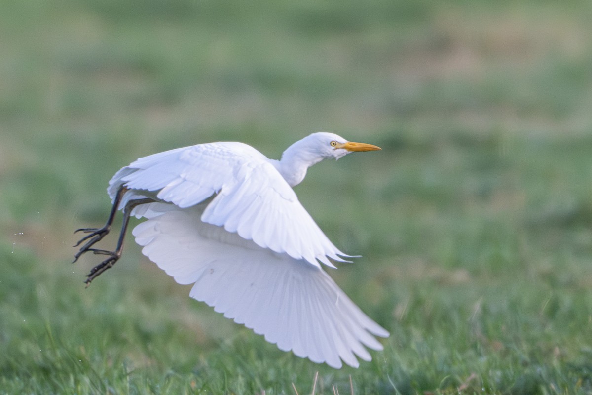 ニシアマサギ - ML646793229