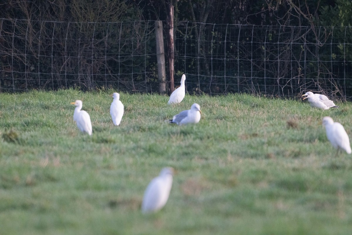 ニシアマサギ - ML646793230