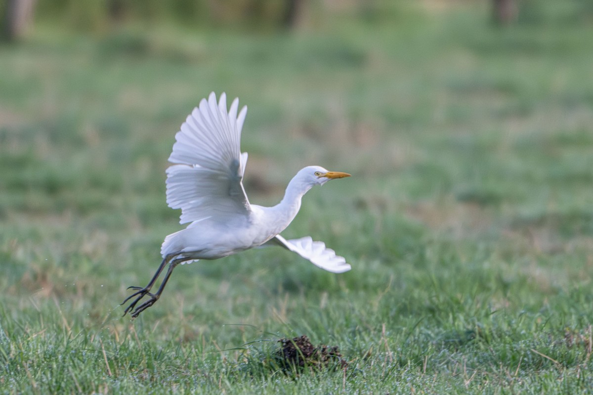 ニシアマサギ - ML646793231