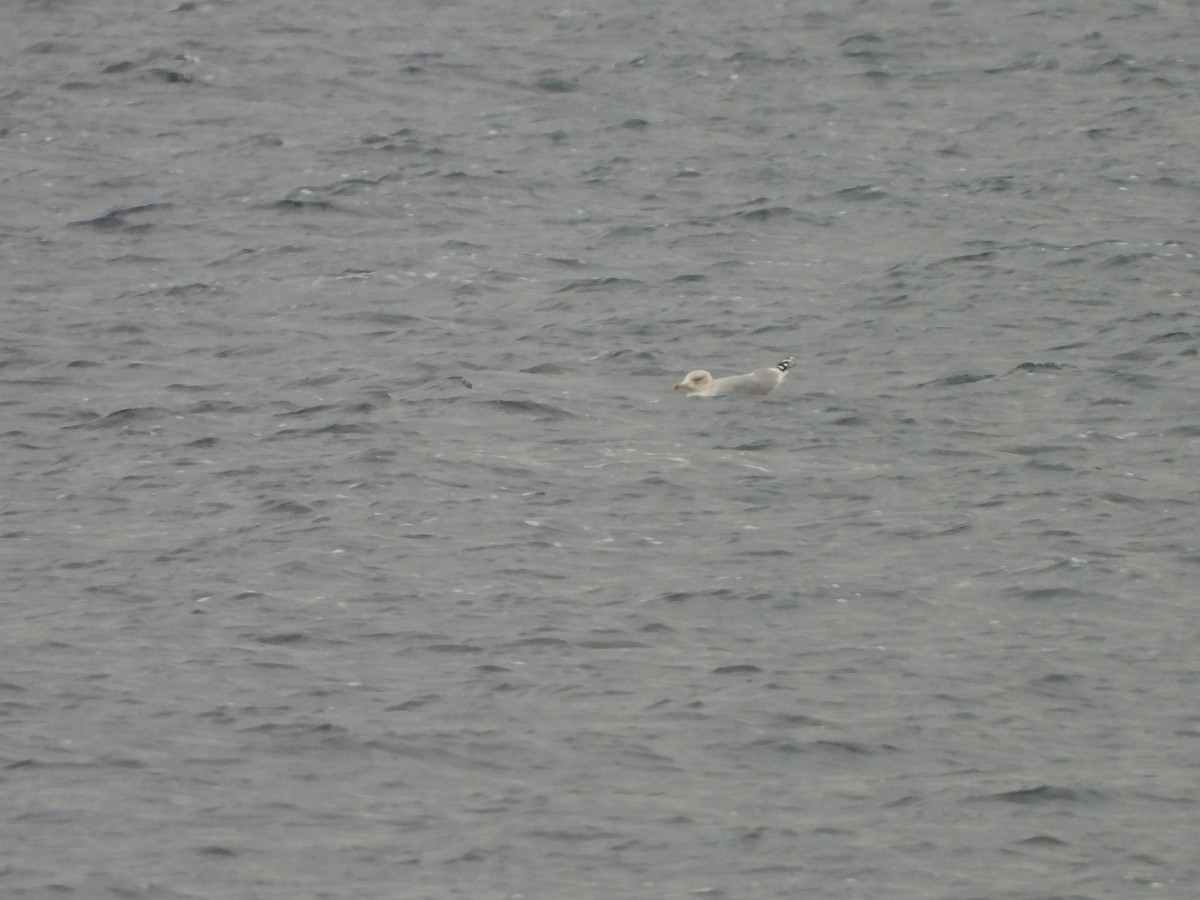 gråmåke - ML646793232