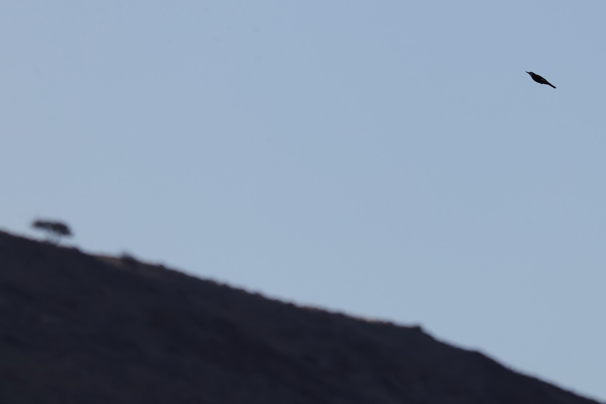 Pico Cabeciblanco - ML646793233