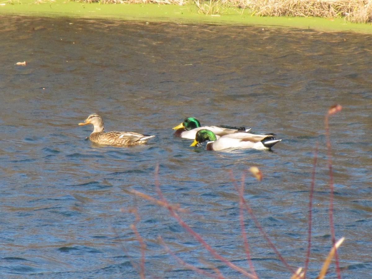 マガモ - ML646793234