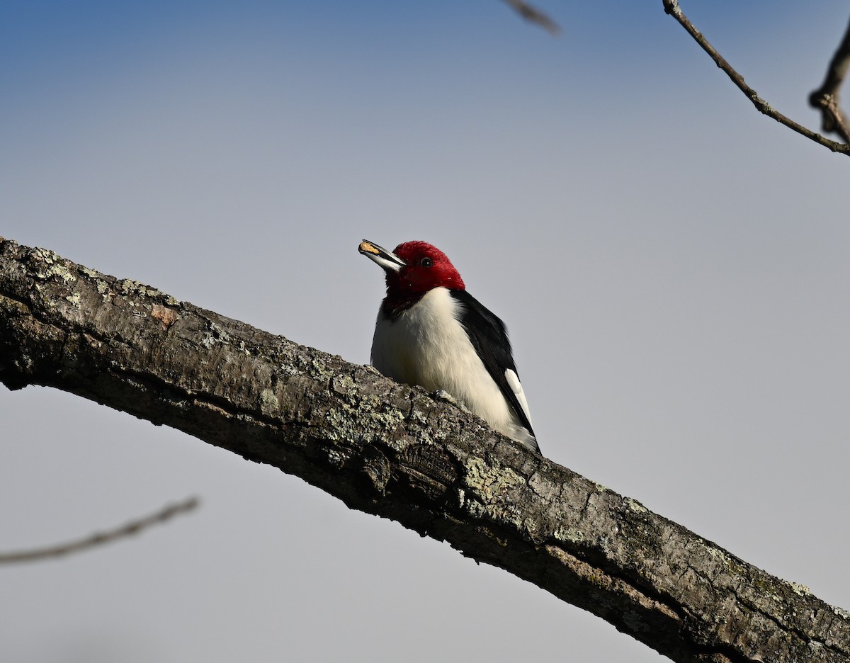 Гіла червоноголова - ML646793238