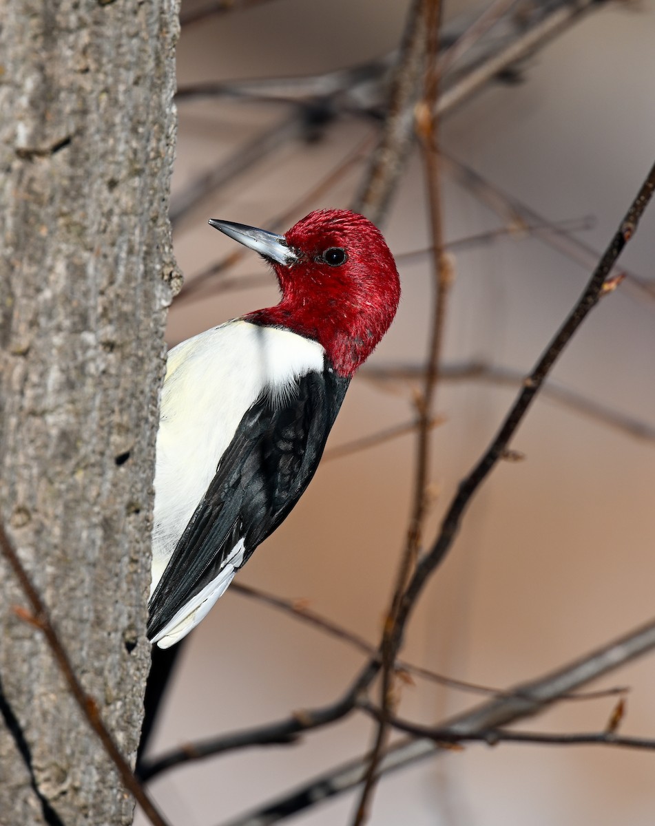 Гіла червоноголова - ML646793240