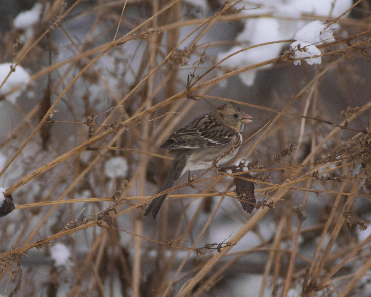 Harris's Sparrow - ML646793242
