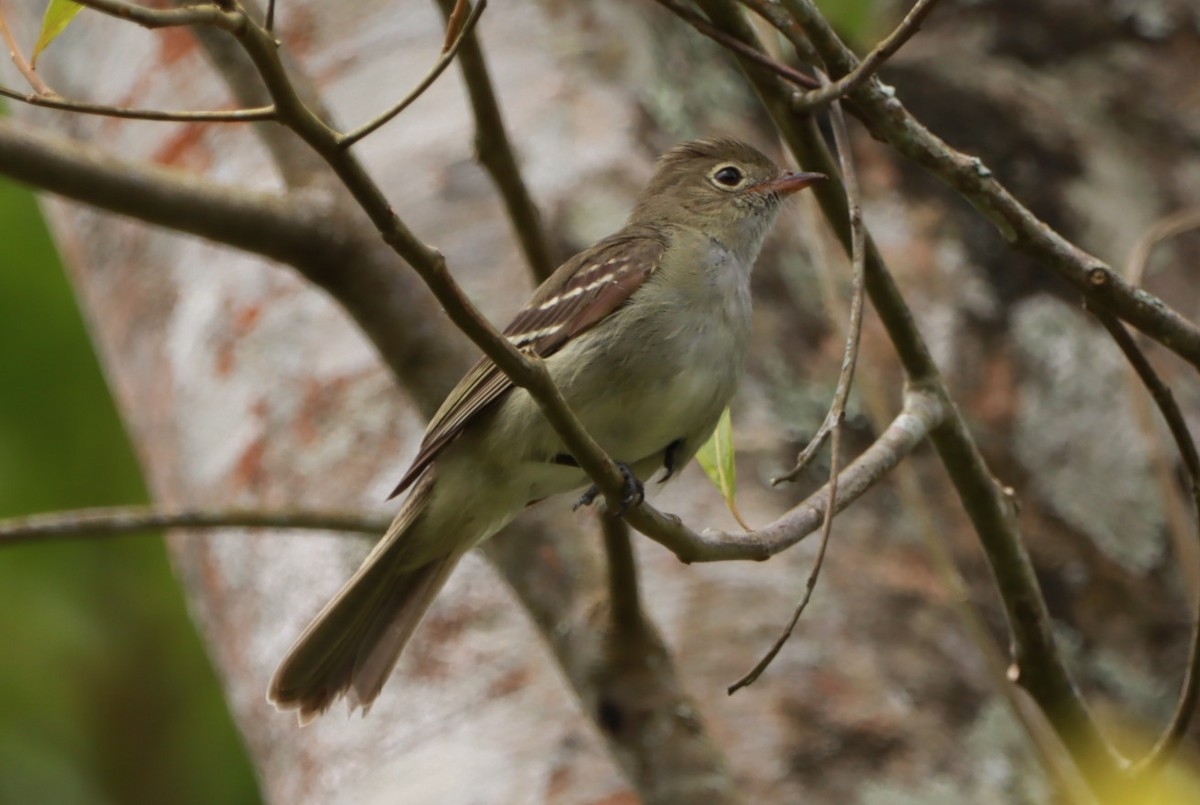 Élénie à bec court - ML646793243