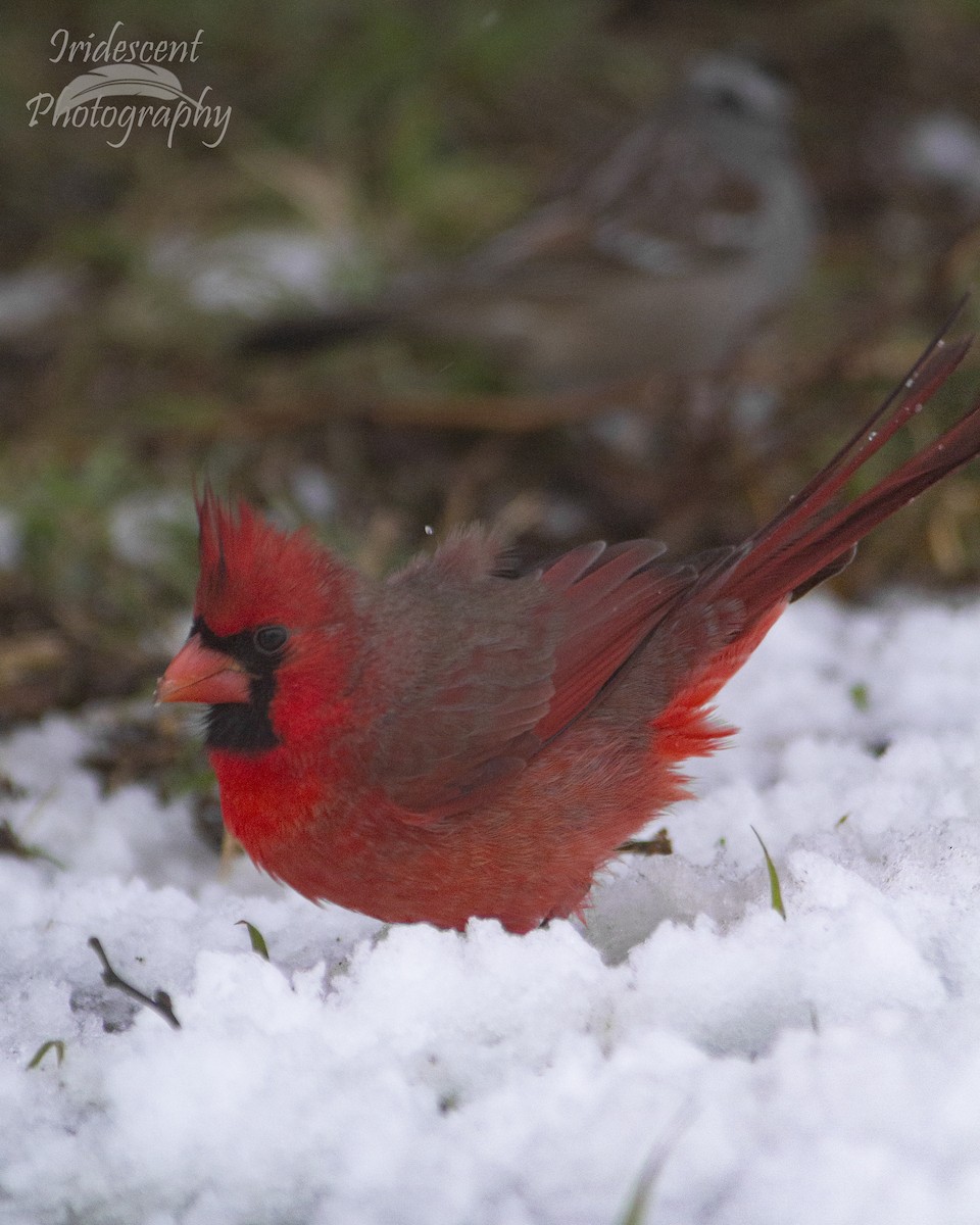 קרדינל צפוני - ML646793244
