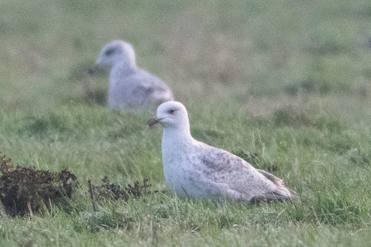 ヨーロッパセグロカモメ - ML646793246