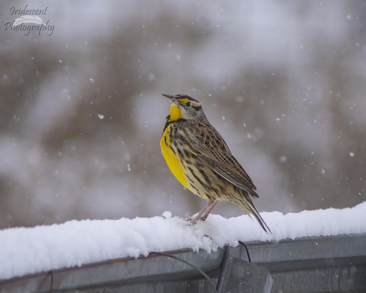 Eastern Meadowlark - ML646793251