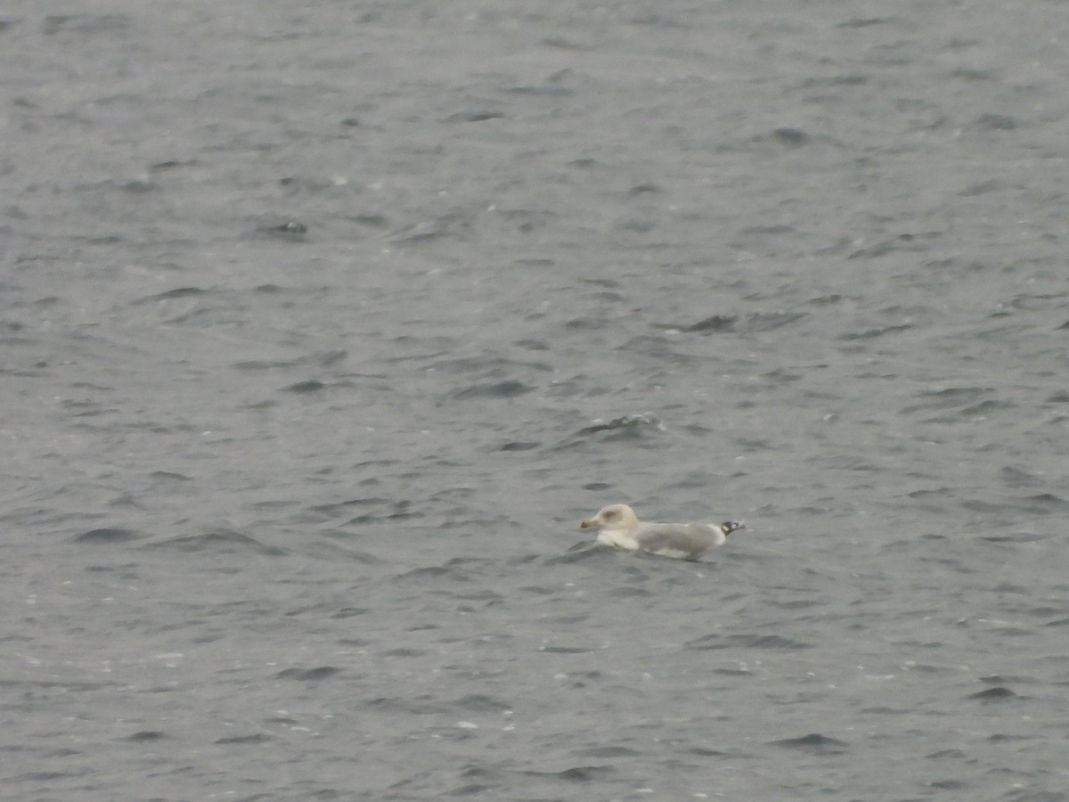 gråmåke - ML646793252