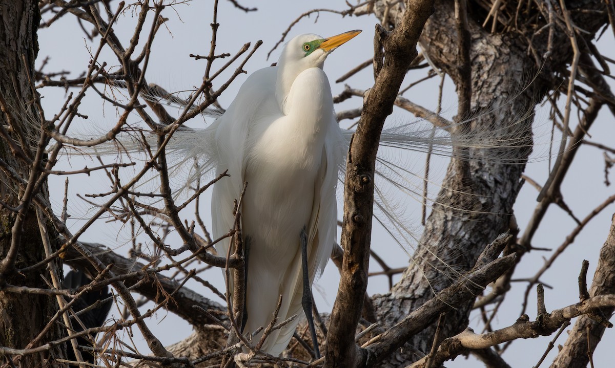 Цасч дэглий - ML646793253