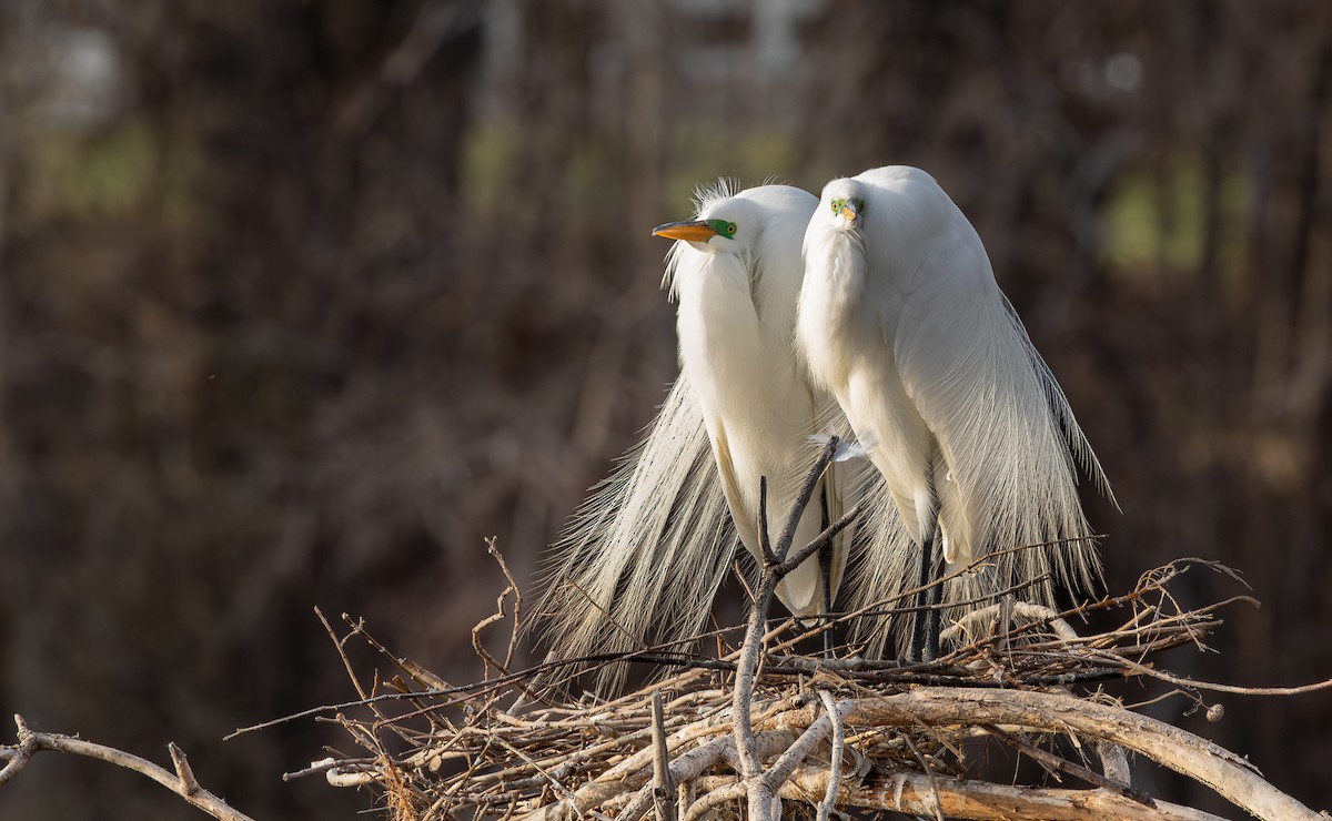 Цасч дэглий - ML646793254