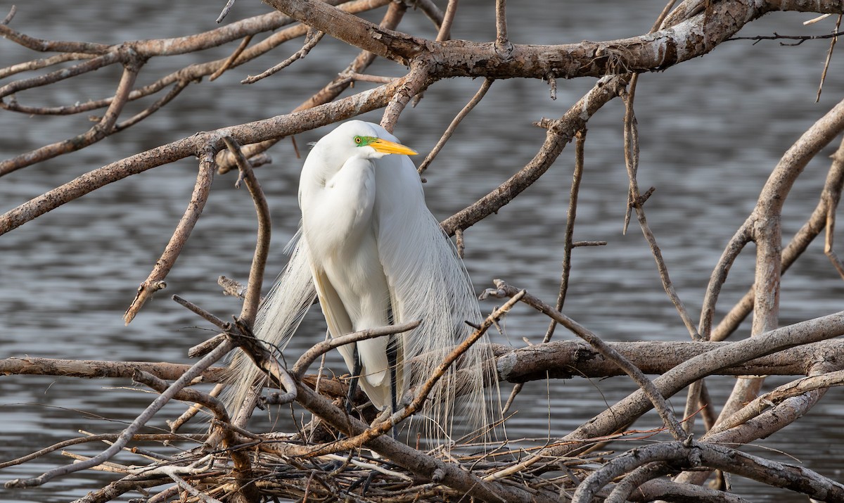Цасч дэглий - ML646793255