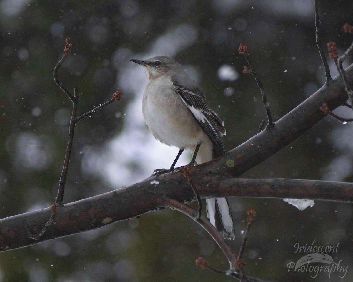 Northern Mockingbird - ML646793257