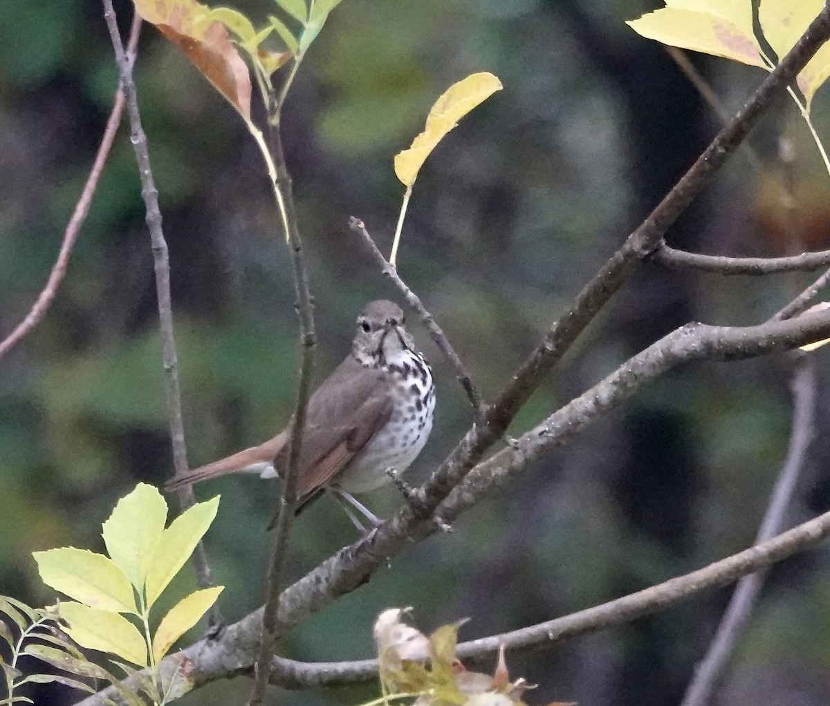 Zorzalito Colirrufo - ML646793260