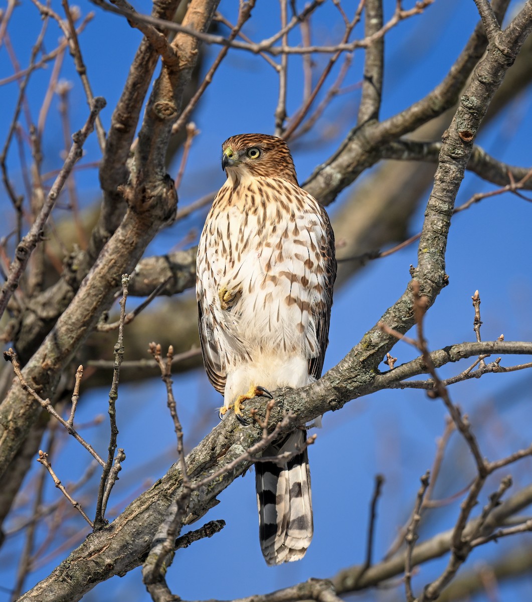 Яструб чорноголовий - ML646793265