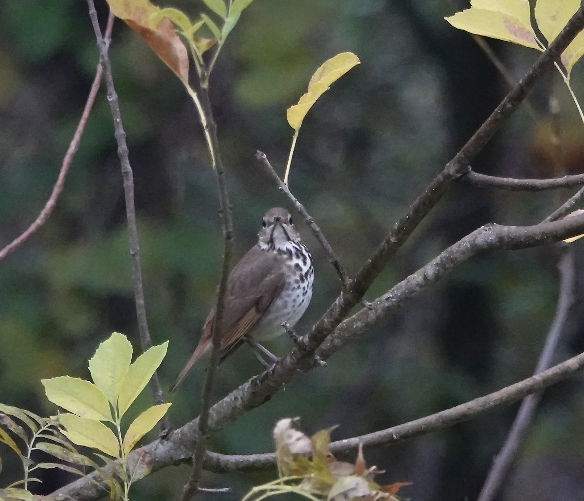 Zorzalito Colirrufo - ML646793266