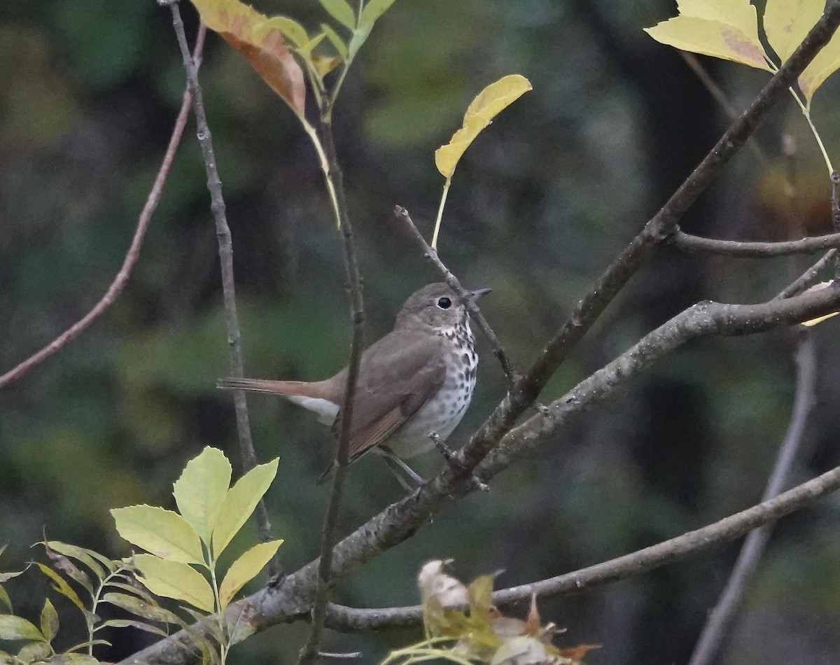 Zorzalito Colirrufo - ML646793267