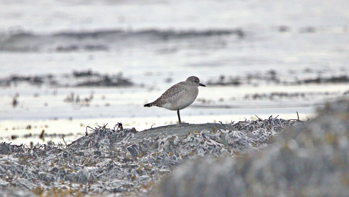 Black-bellied Plover - ML646793268