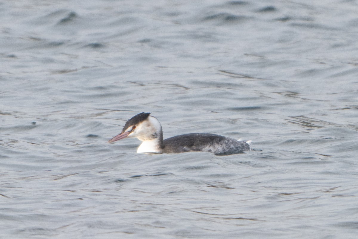 カンムリカイツブリ - ML646793269