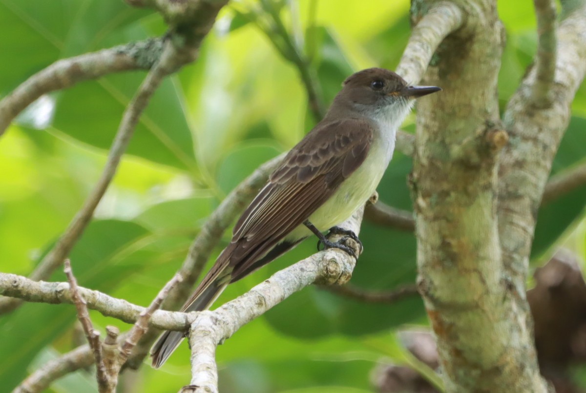 Swainson's Flycatcher - ML646793270